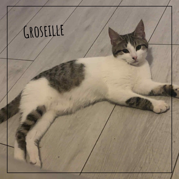 Groseille 