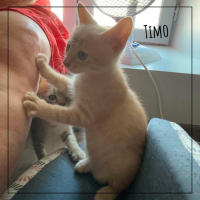 Timo
