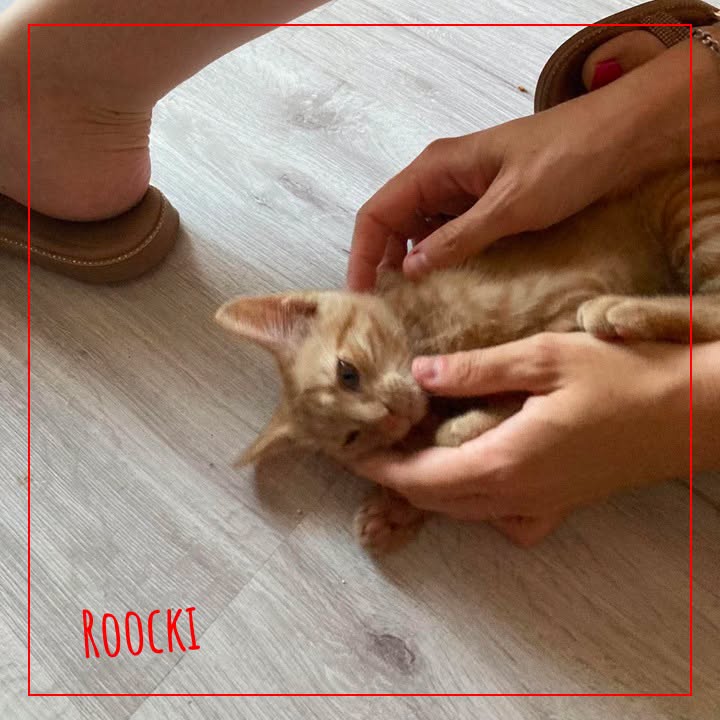 Roocki