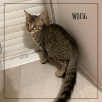 Mochi