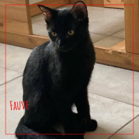 Fauve