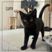 Coppa