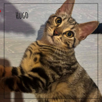 Hugo