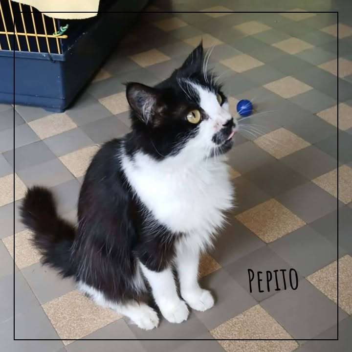 Pépito