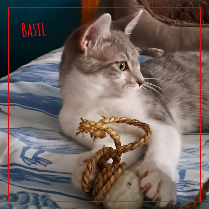 Basil