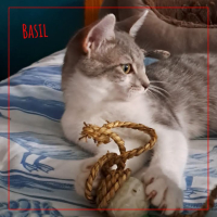 Basil