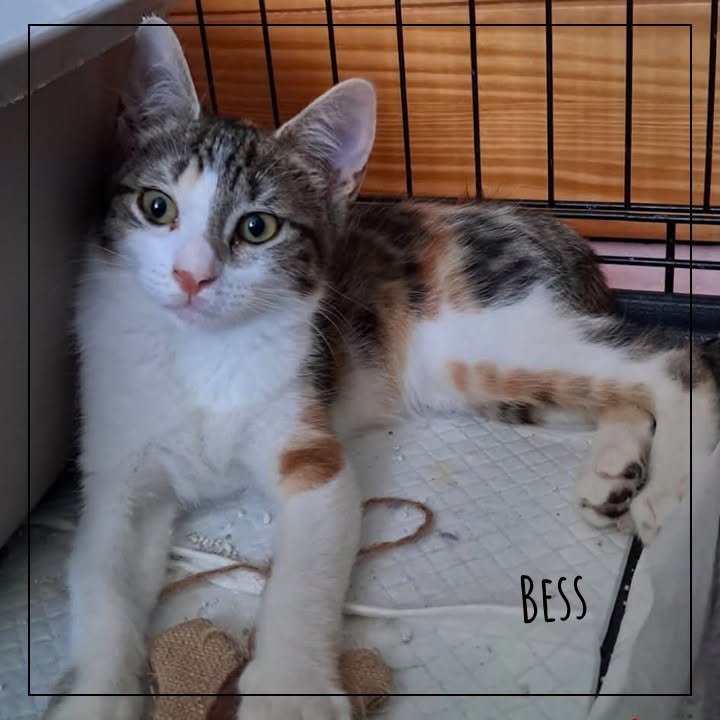 Bess