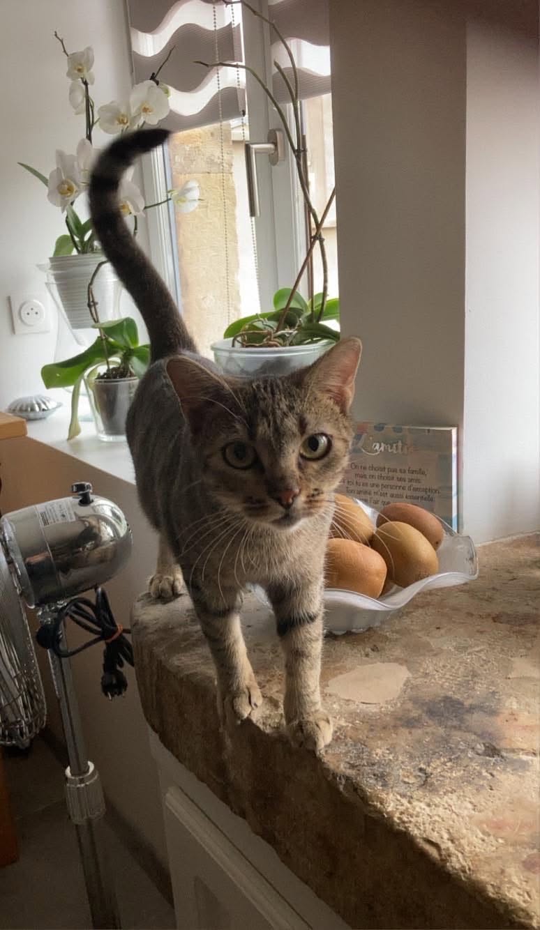 Tigrette