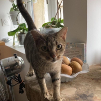 Tigrette