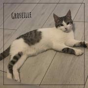Groseille