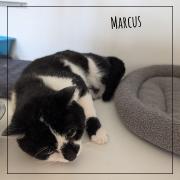 MARCUS-2