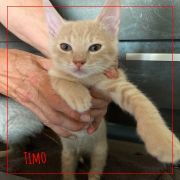Timo